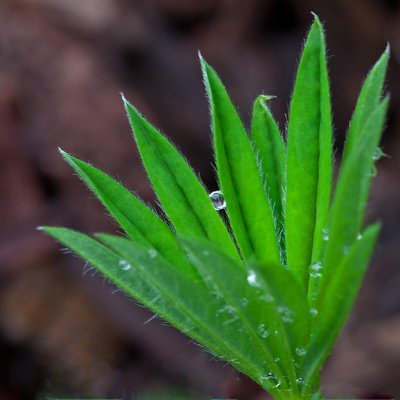Droplet