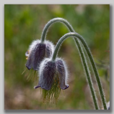 Small Pasque Flower; Fltsippa; Pulsatilla pratensis