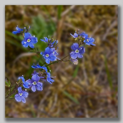 Germander Speedwell; Teveronika; Veronica chamaedrys