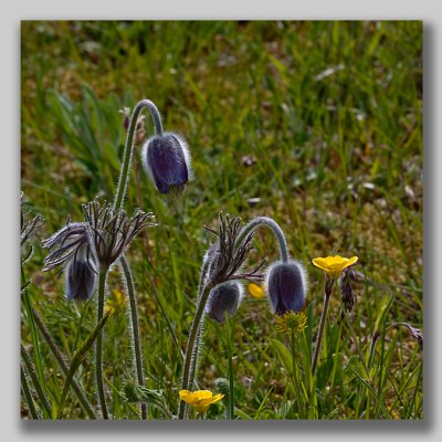 Small Pasque Flower; Fltsippa; Pulsatilla pratensis