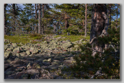Field of pebble