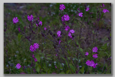 Red Campion; Rdblra; Silene dioica