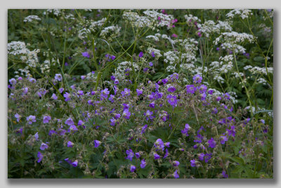 Wood Crane's Bill; Skogsnva; Geranium sylvaticum