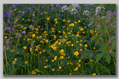 Butter cup; Smrblomma