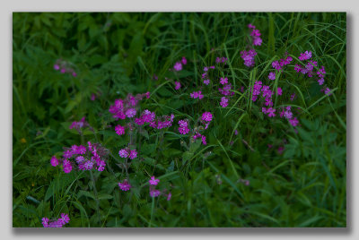 Red Campion; Rdblra; Silene dioica