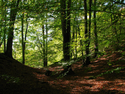 Underneath the beech tree III