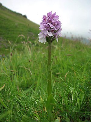 Icelandic flora