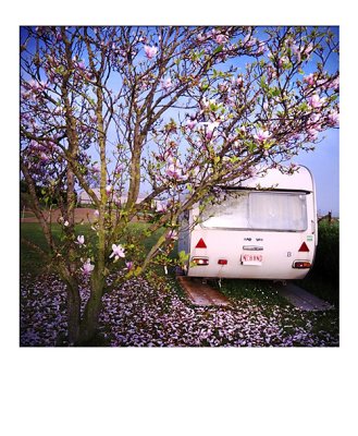 A caravan in bloom