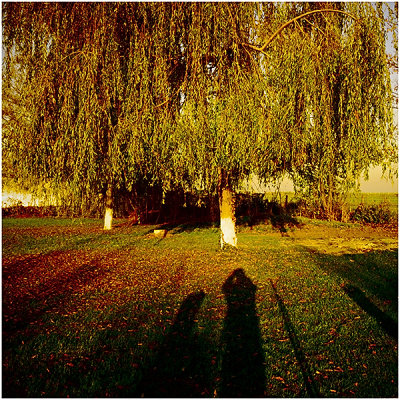 Weeping with the willows