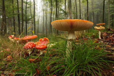 Mushrooms - Paddenstoelen