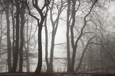 Winterbeukenbos, mist - Beech forest, fog