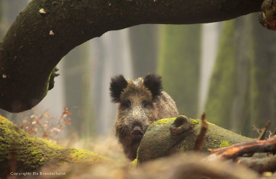 Wild zwijn - Wild Boar