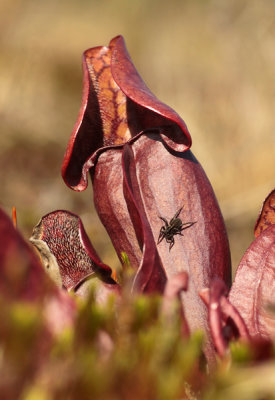 Sarracenia purpurea - Paarse trompetbekerplant