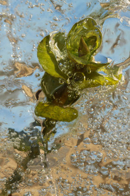Frozen/Vastgevroren waterplant -