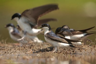 House Martin - Huiszwaluw