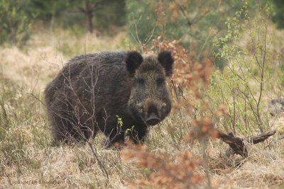 Wild zwijn - Wild boar