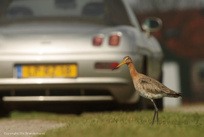 Black-Tailed Godwit - Grutto