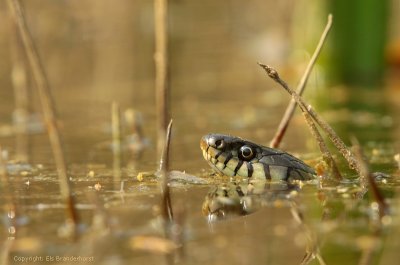 Ringslang - Grass snake