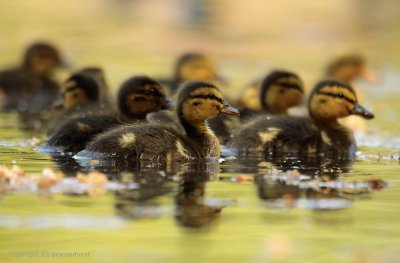 Mallard - Wilde eend