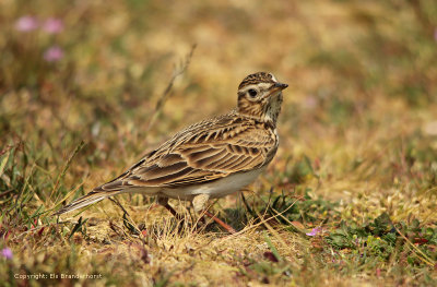 Sky Lark - Veldleeuwerik