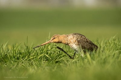 Black-tailed Godwit - Grutto