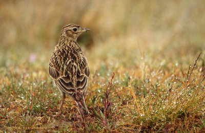 Sky Lark - Veldleeuwerik
