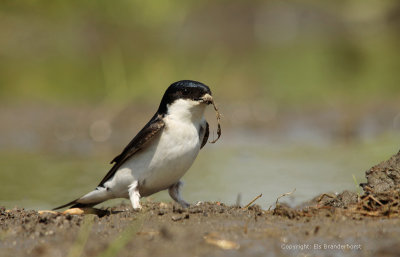 Huiszwaluw - House Martin