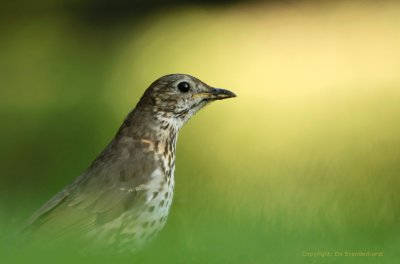 Song Thrush - Zanglijster