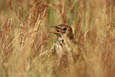 Sky Lark - Veldleeuwerik