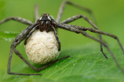 Grote wolfspin - Pisaura mirabilis