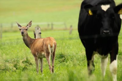 Edelhert en stier - Red deer and bull