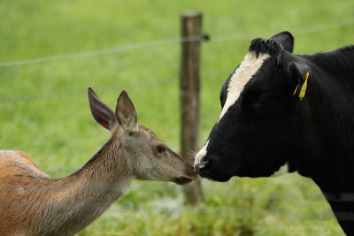 Cow kisses Red deer - Koe kust edelhert