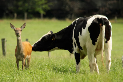 Cow smells Red deer - Koe ruikt aan Edelhert