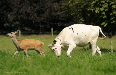 Koe jaagt hinde weg - Cow chases deer 