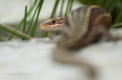 Levendbarende hagedis - Viviparous Lizard