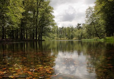Forest lake - Bosmeertje