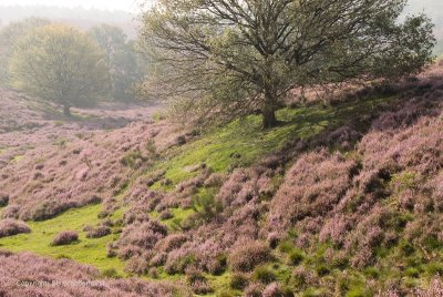 Hills with blooming heather - Heuvels met bloeiende heide