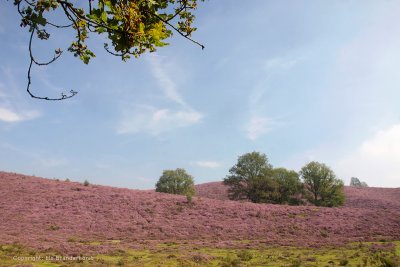 Hills with blooming heather - Heuvels met bloeiende heide