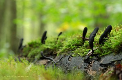 Dodemansvingers - Xylaria polymorpha