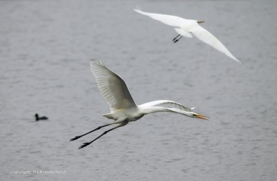 Grote zilverreiger