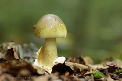 Groene Knolamaniet - Death Cap