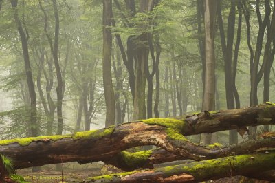 Beechreserve, summer - Beukenreservaat, zomer 2