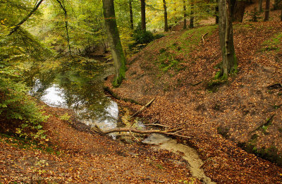 Brook at an autumn forest - Beek in een herfstbos