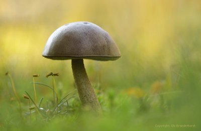 Grijsbruine Berkenboleet - Birch Bolete