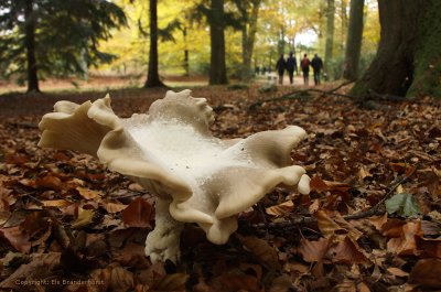 Nevelzwam - Clouded agaric