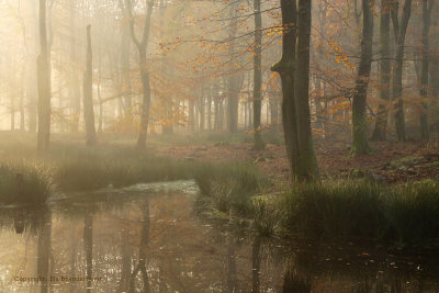 Bosven, herfst - Forest fen, autumn 2