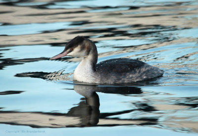 Fuut - Great Crested Grebe 2