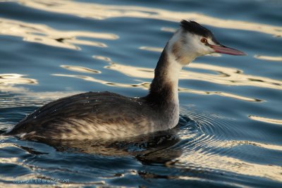 Great Crested Grebe - Fuut