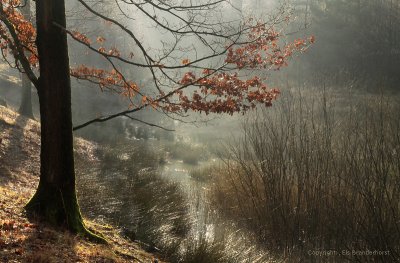 Winterochtend in het bos