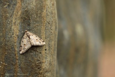 Perentak - Pale Brindled Beauty